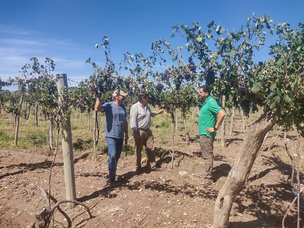 Granizo en San Carlos - Relevamiento