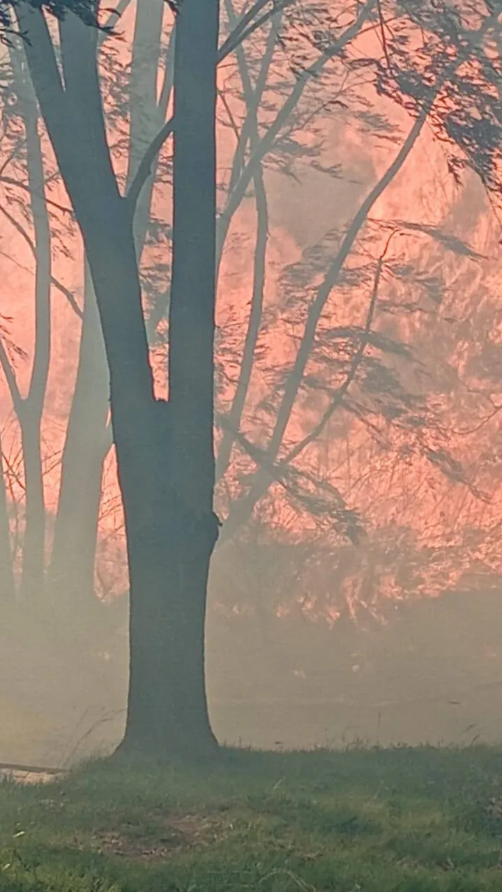 Incendio tunuyán zonda árbol Incendio tunuyán zonda árbol