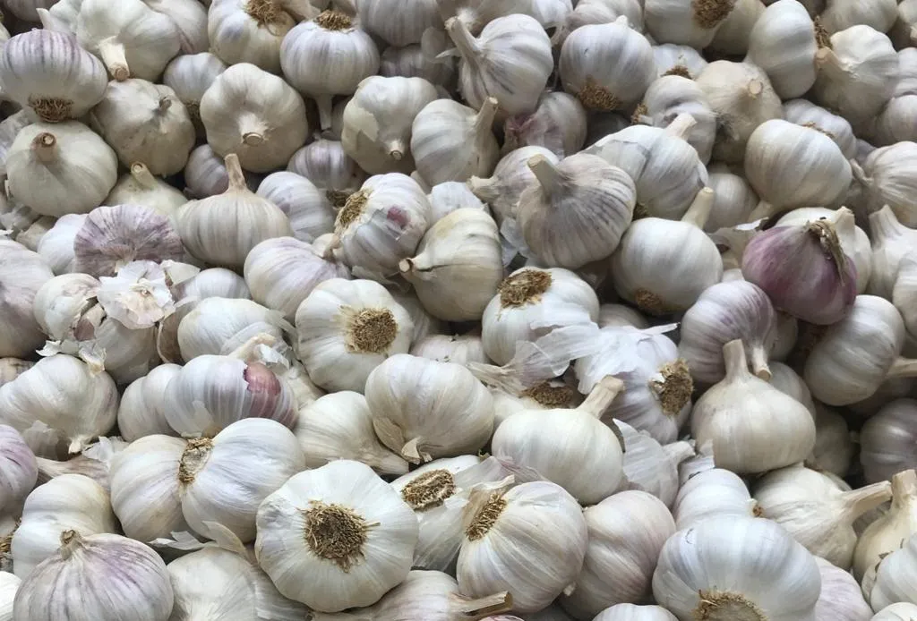 Producción de ajo en Mendoza