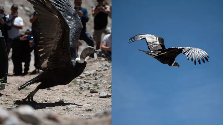 Liberación cóndor