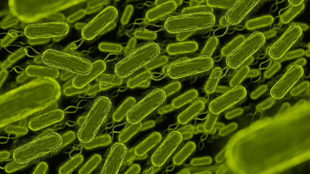 bacterias-patogenos-microscopicos