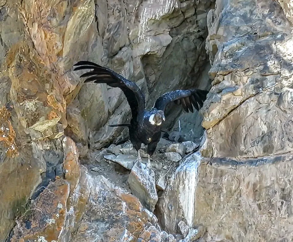 Condor
