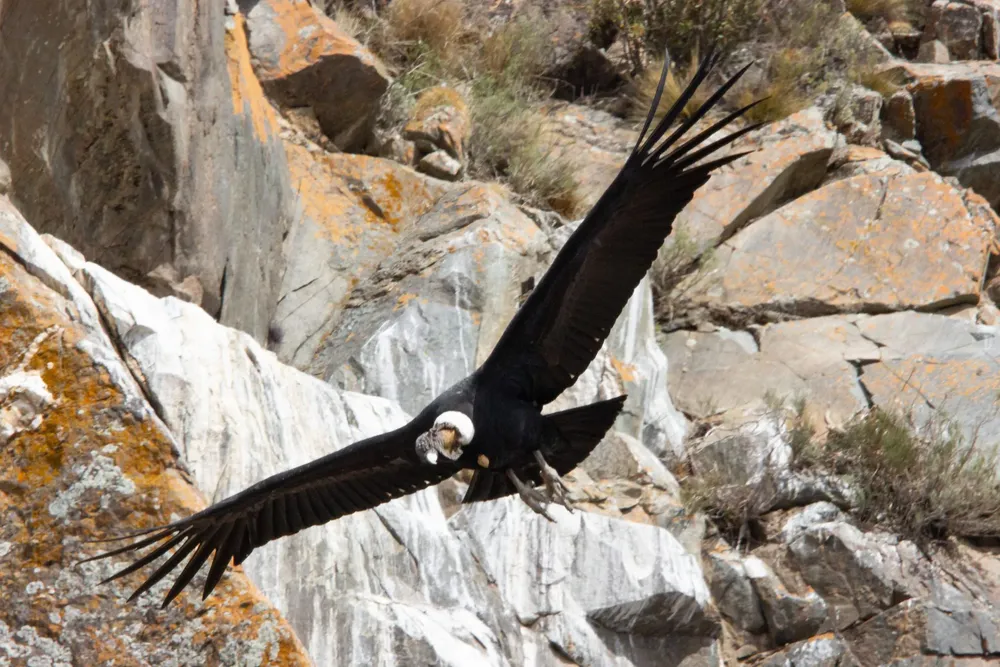 cóndor parque pcial tupungato