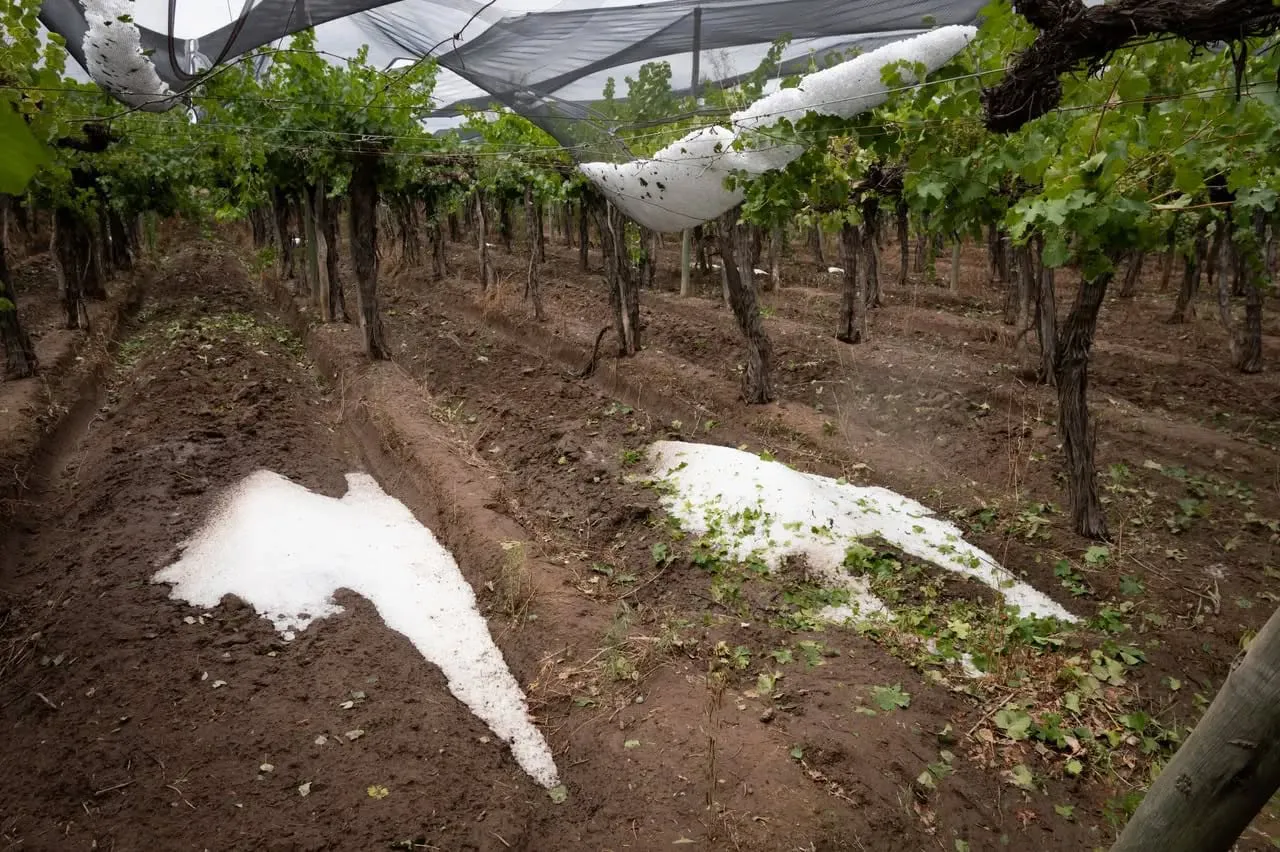 granizo uva viñas