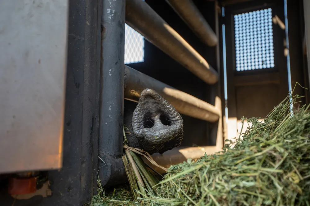 elefanta-kenya-10jpg