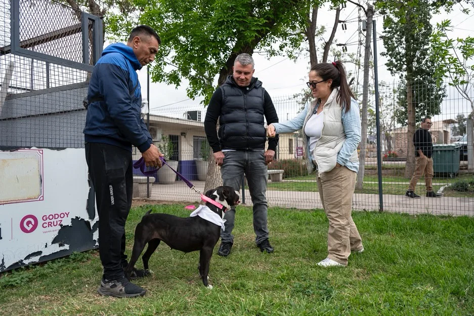 perra-rescatada-Amor-animal2-Costarelli