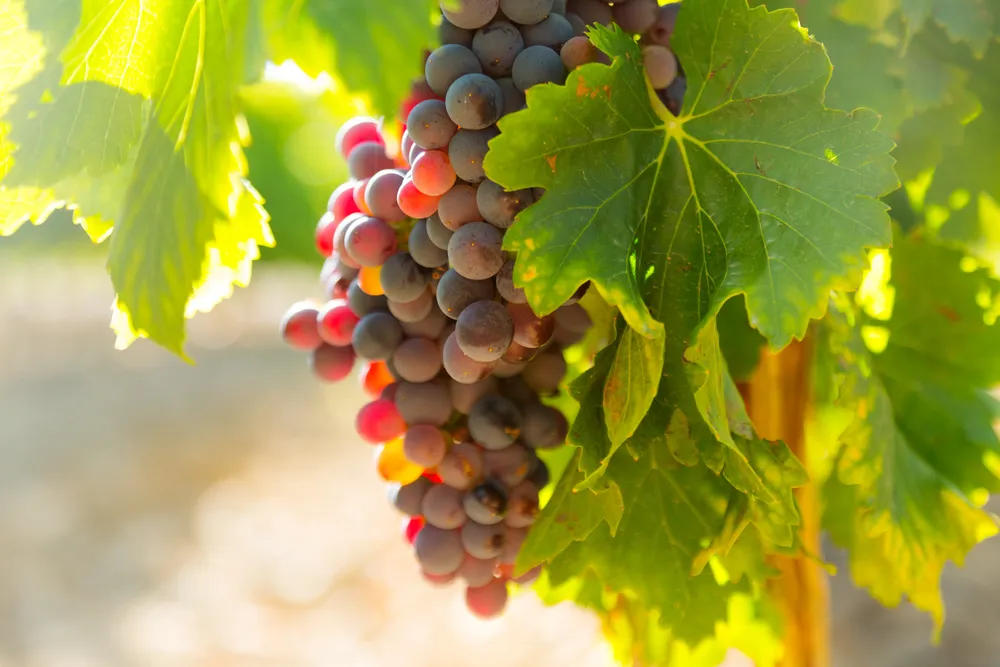 uvas-planta-viñedos-soleado