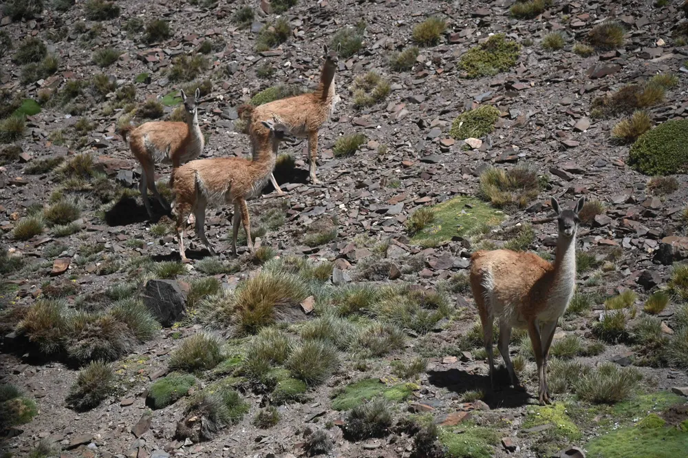 Grupo de guanacos en el área natural protegida Laguna del Diamante