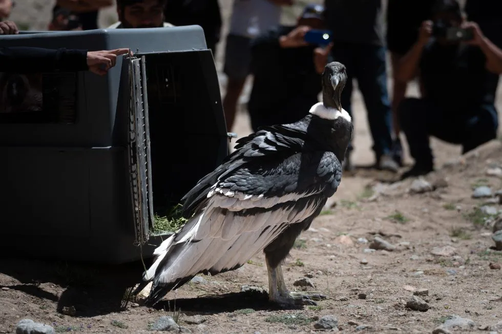 cóndor liberado--