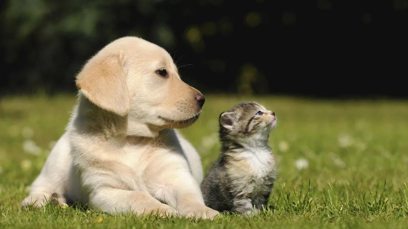 Perros y gatos-Castración