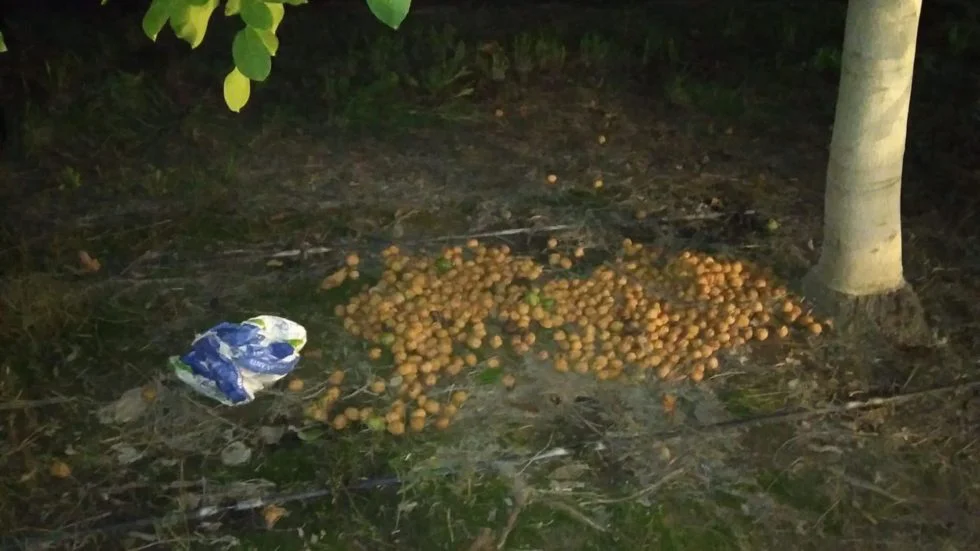 nueces robadas en Tupungato