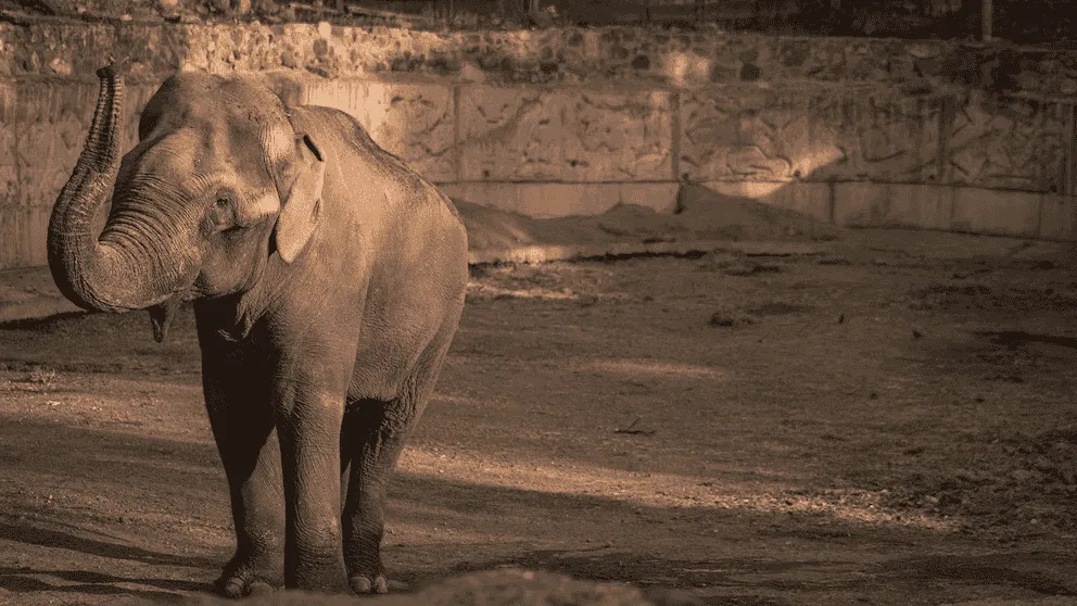 Elefante Tamy en el Ecoparque Mendoza