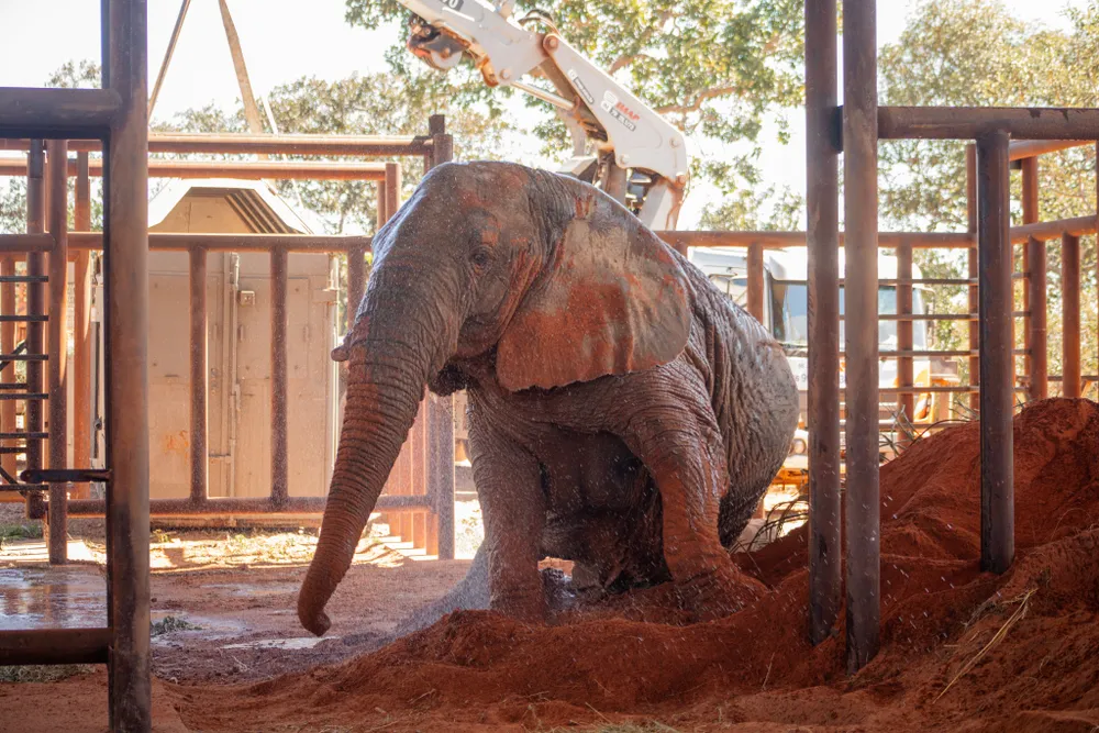 la-elefanta-kenya-llego-al-santuario-brasil-5-dias-viaje-mendoza