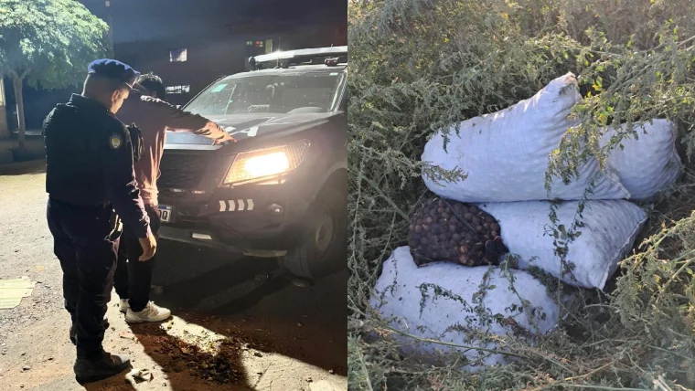 Nueces robadas tupungato