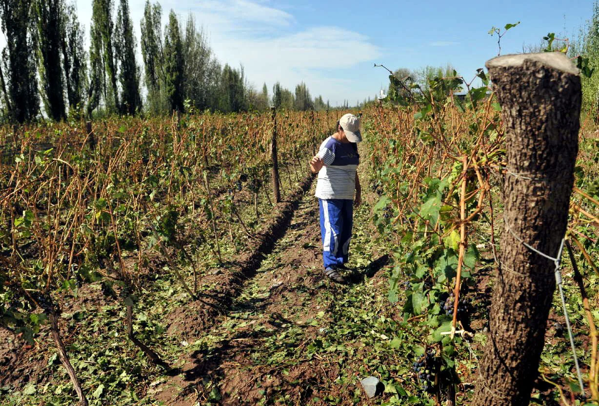 granizo-mendoza viñas emergencia agropecuaria