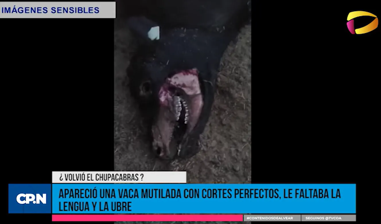 tvcoa-alvear-vaca-mutilada