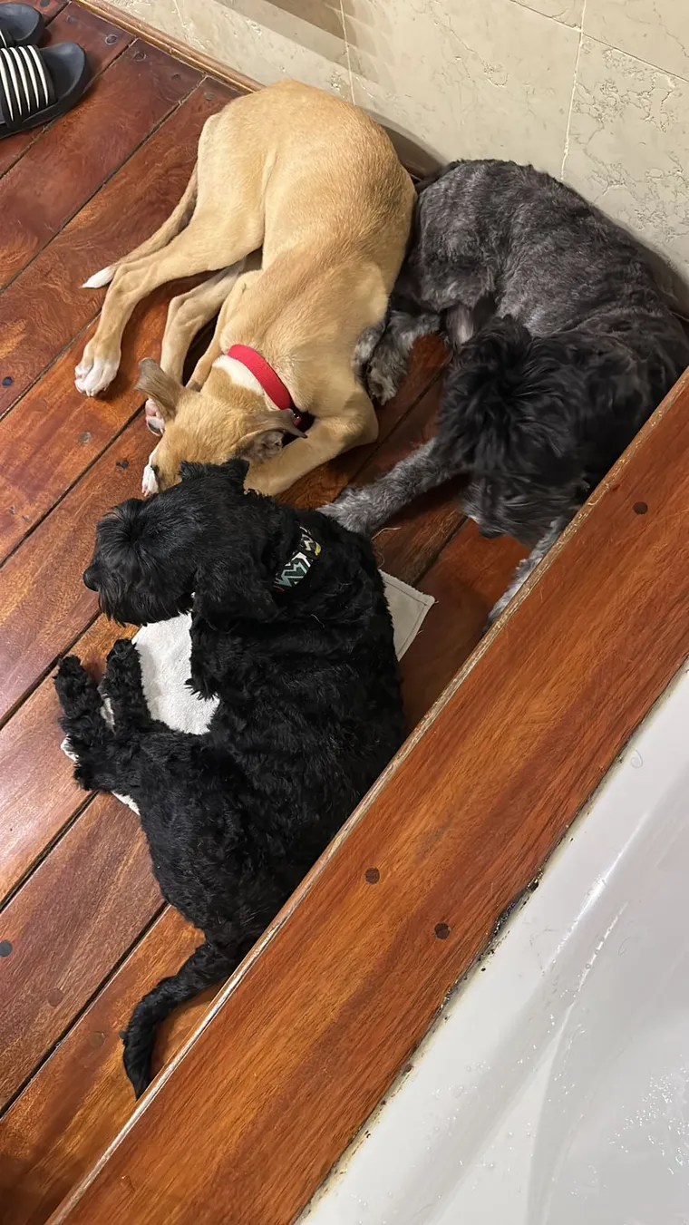 perros-nicolas-y-dario