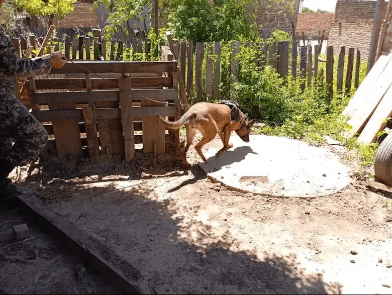 el-trabajo-de-la-policia-con-perros-de-rastreo-Gabriela Aracá Barrios