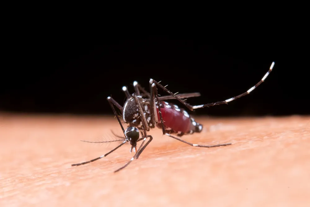mosquito Aedes aegypti - Dengue