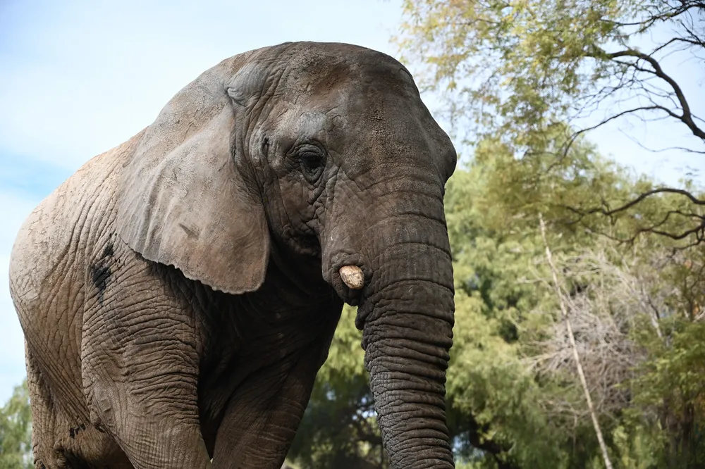 tras-mas-40-anos-cautiverio-la-elefanta-kenya-viaja-mendoza-un-santuario-brasil
