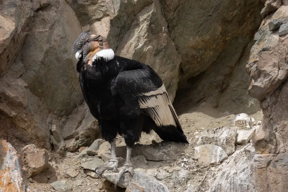 cóndor parque provincial tupungato