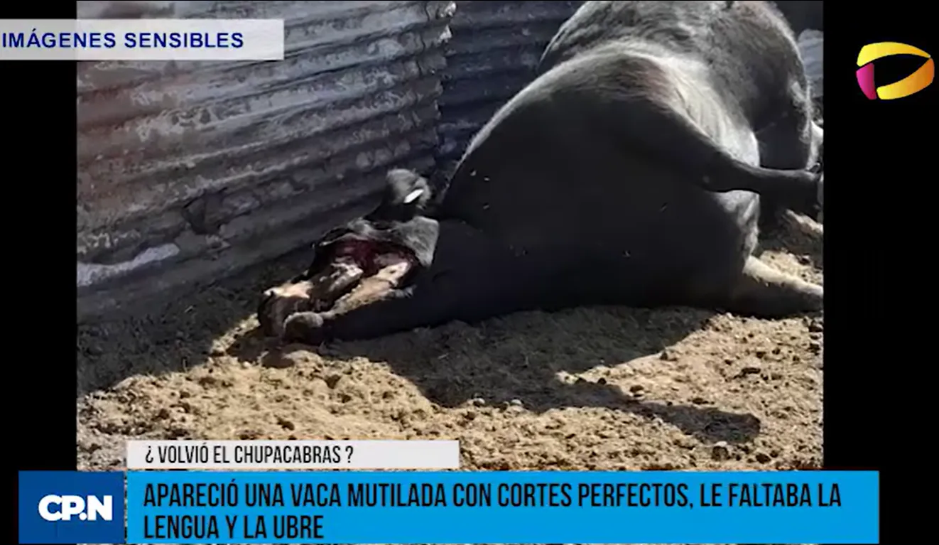 vaca-mutilada-general-alvear