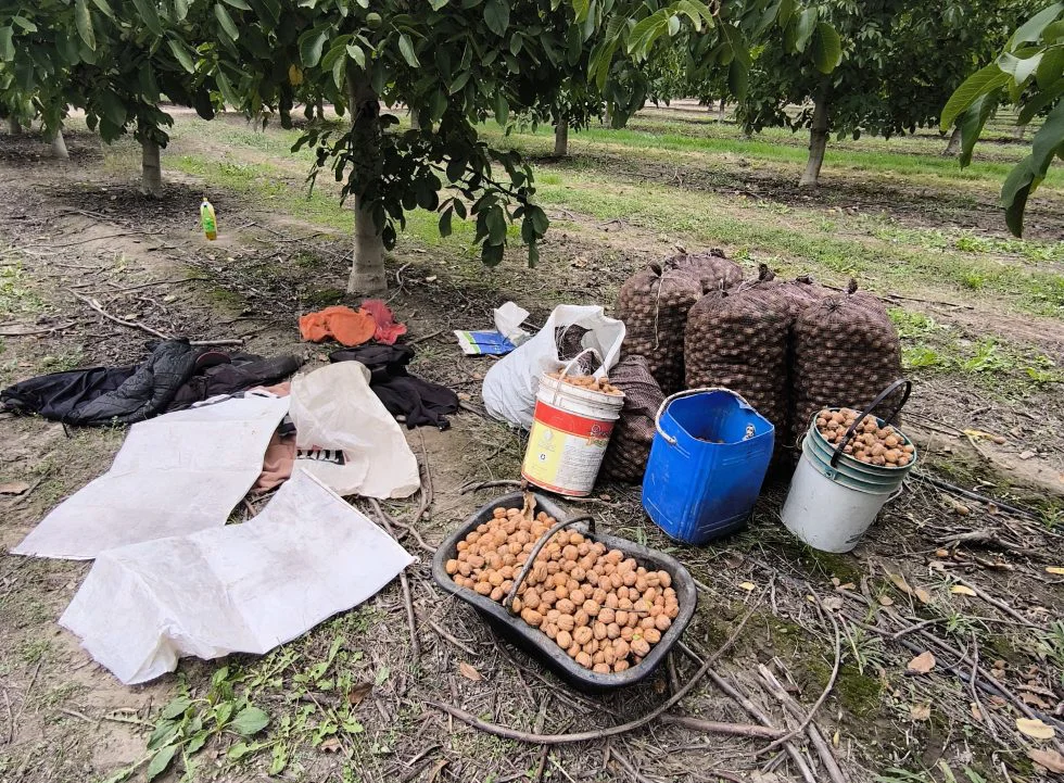 robo nogales tupungato nueces