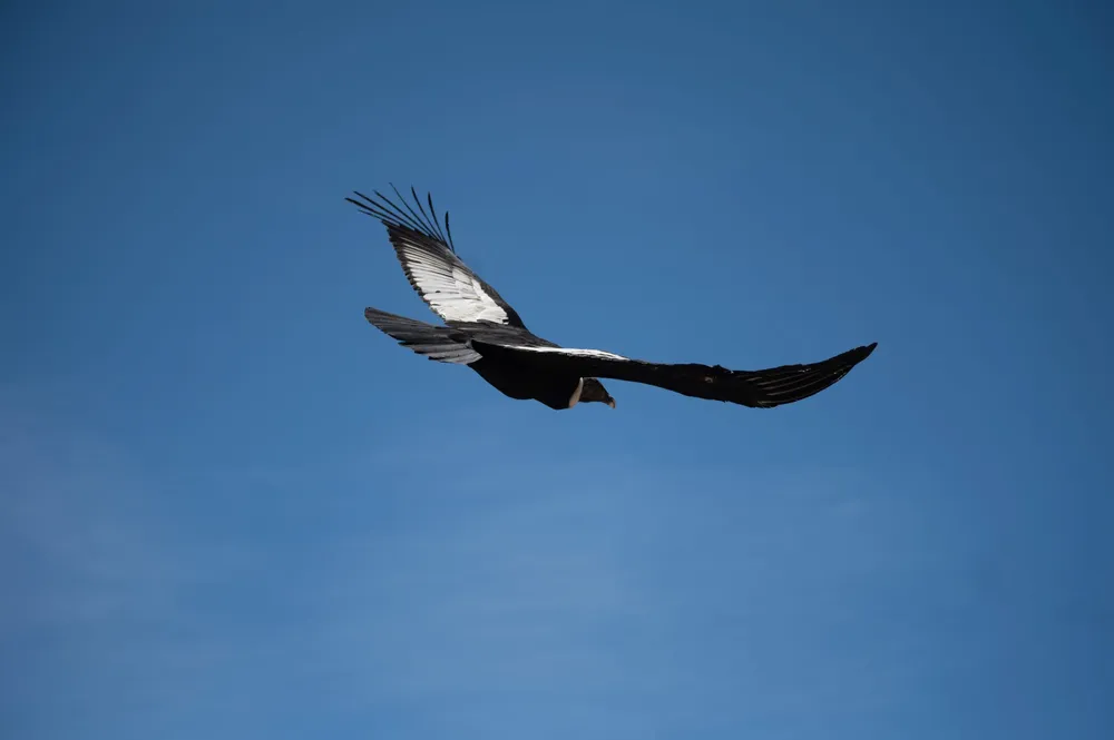 cóndor liberado