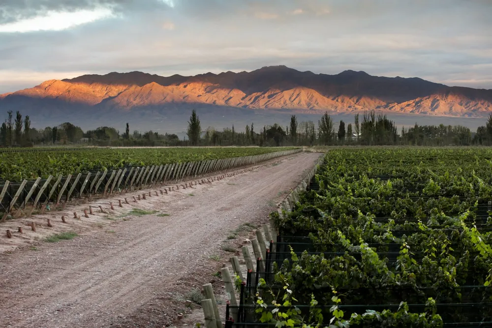 viñas-vitivinicultura