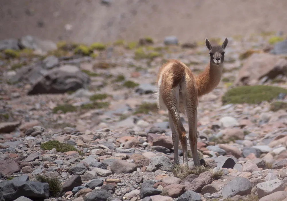 Guanaco en Laguna del Diamante