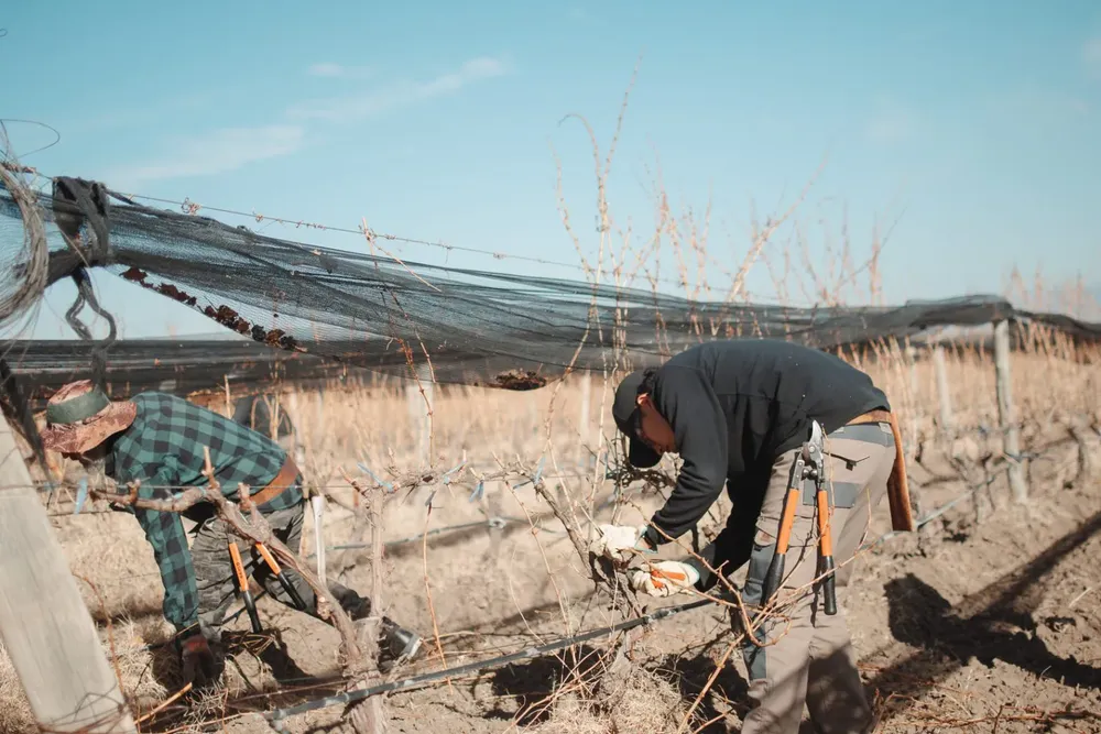 Festival-de-Poda-Tupungato-2025-2-1536x1024